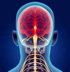 ilustracija živčnih kanalov vratne hrbtenice